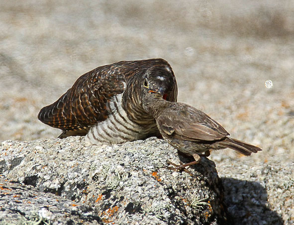 cuckoo and rock pipit