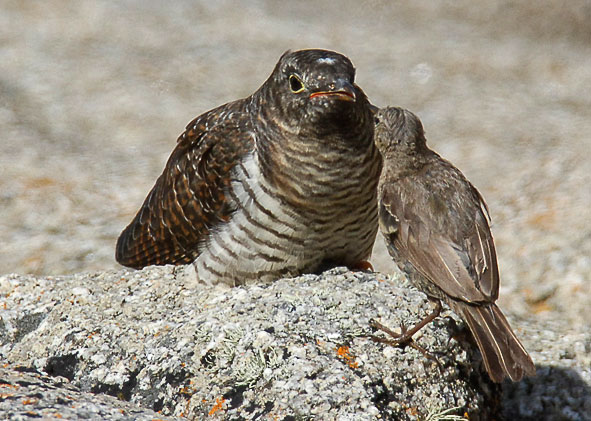 cuckoo and rock pipit