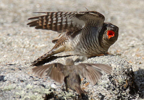 cuckoo and rock pipit