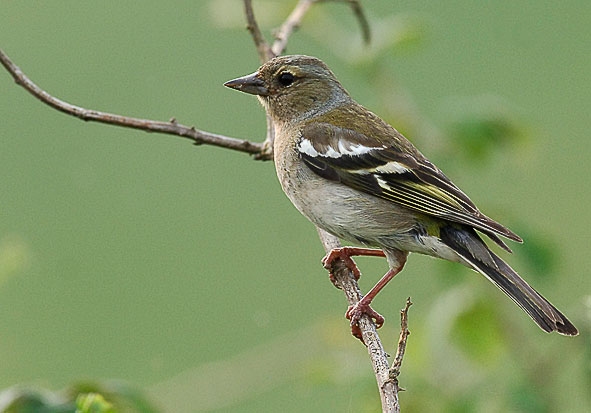 chaffinch