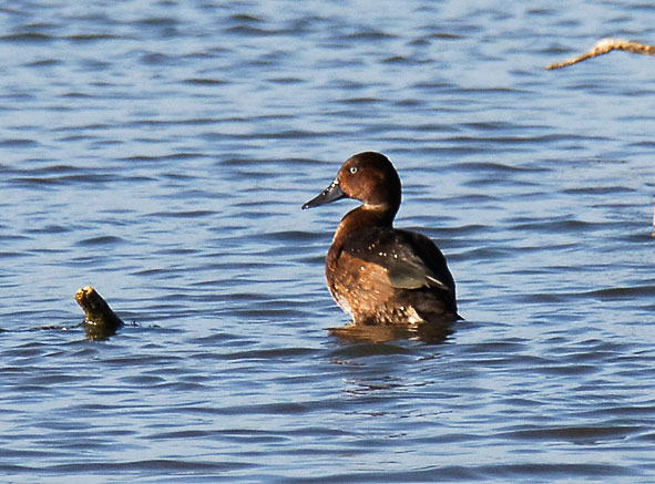 ferruginous duck