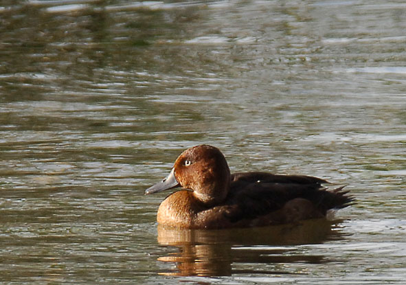 ferruginous duck