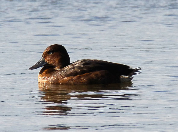 ferruginous duck