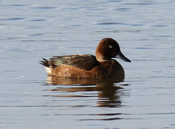 ferruginous duck