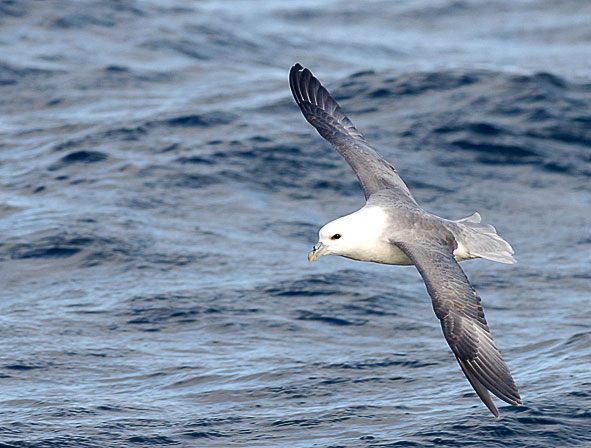 fulmar