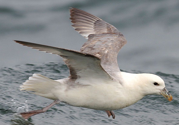 fulmar