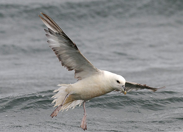 fulmar