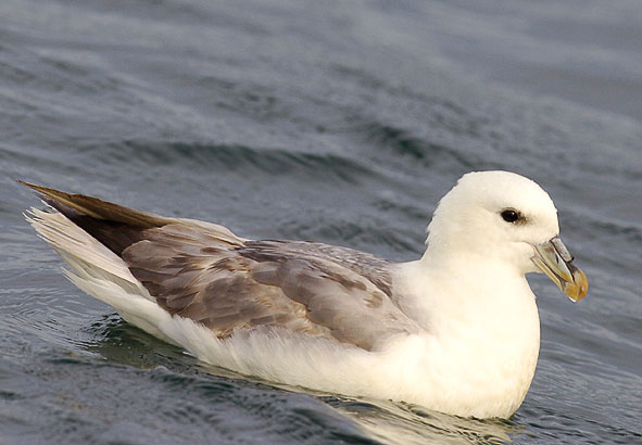 fulmar