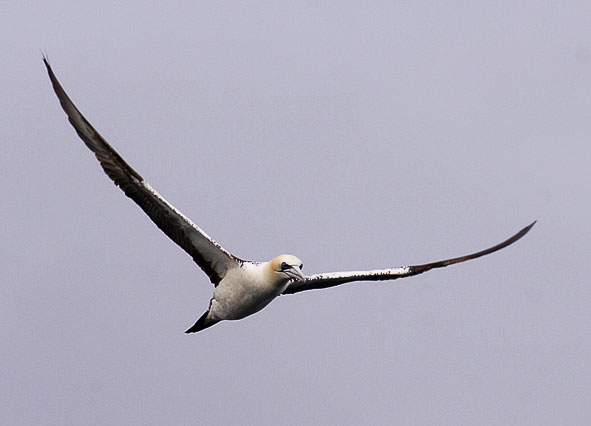 gannet