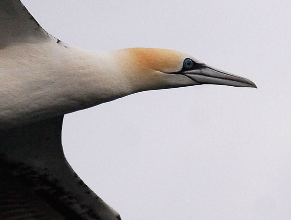 adult gannet