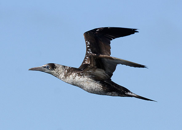 second winter gannet