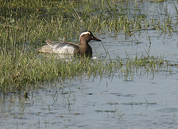 garganey