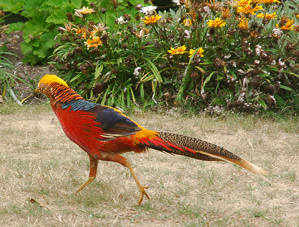 golden pheasant