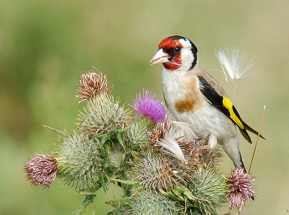 goldfinch eating thistle