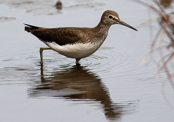 green sandpiper