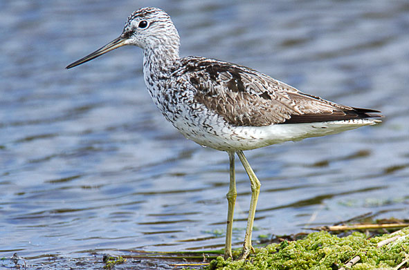 greenshank