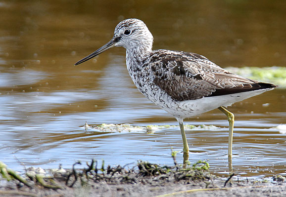 greenshank