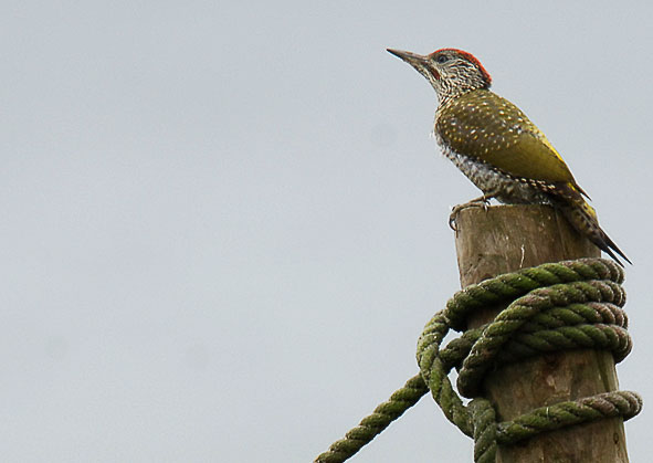 juvenile green woodpeacker