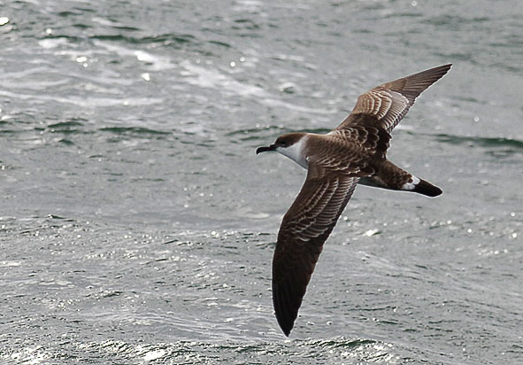 great shearwater