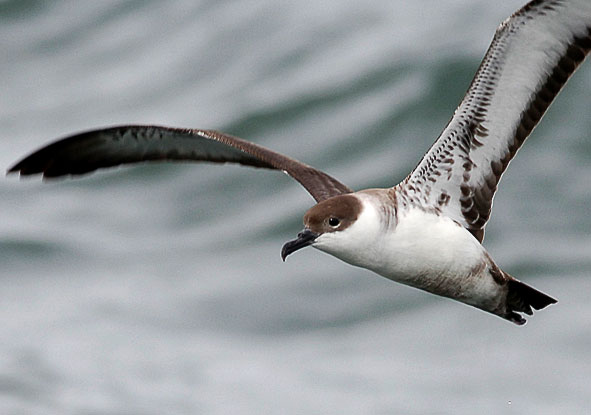 great shearwater