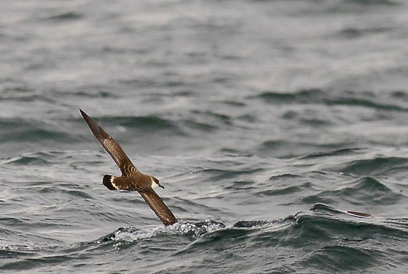 great shearwater