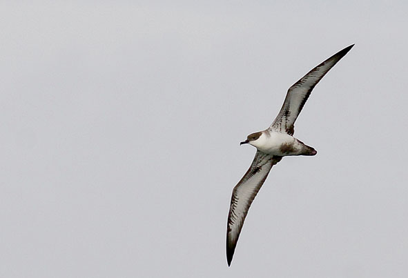 great shearwater