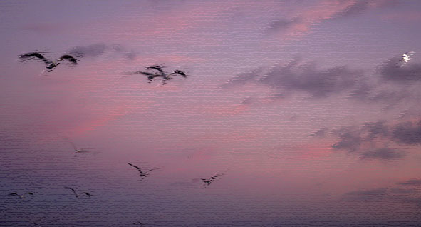 Gulls and a crescent moon