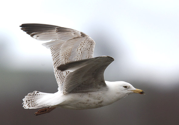 herring gull