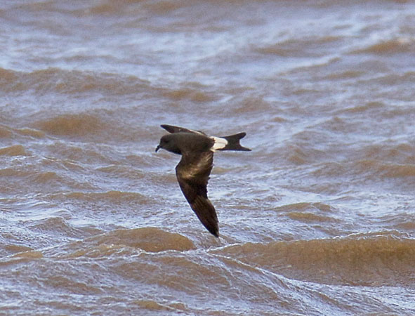 Leach's petrel