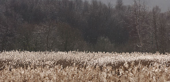 reed beds