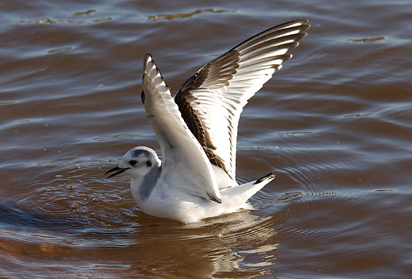 little gull