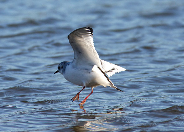 little gull