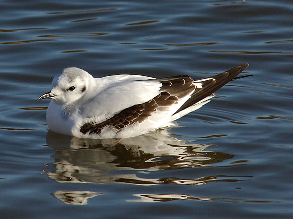 little gull