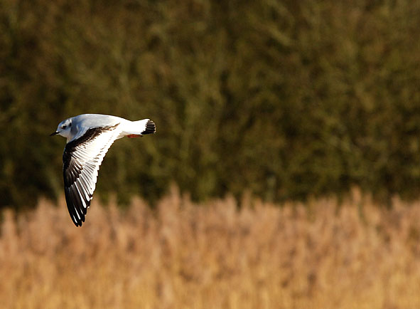 little gull