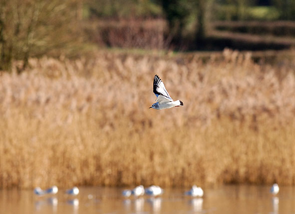 little gull