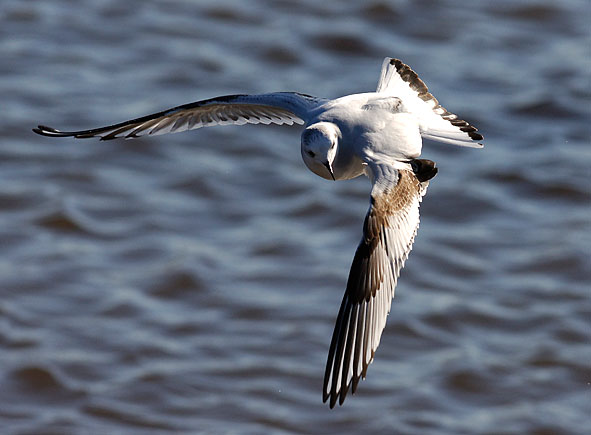 little gull