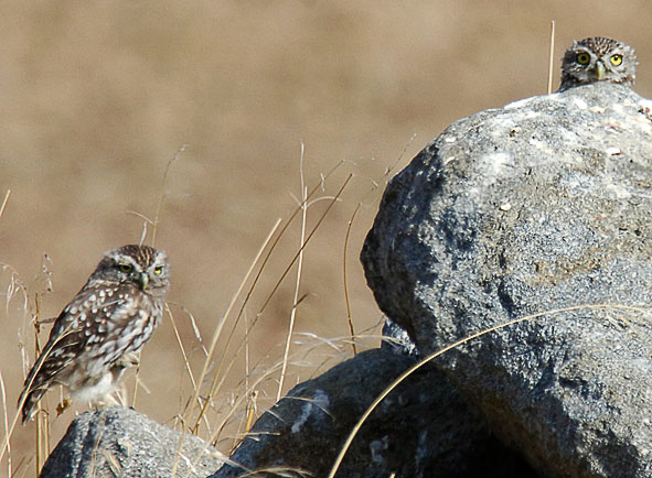 little owls