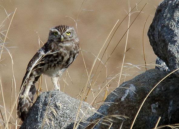 little owl