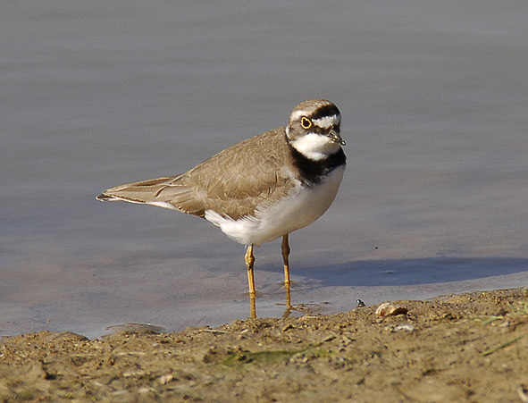 little ringed plover