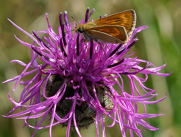 Lulworth skipper