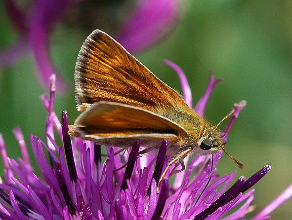 Lulworth skipper