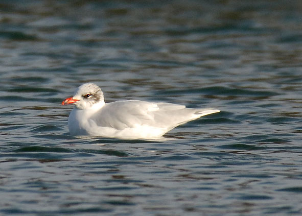 Mediterranean gull