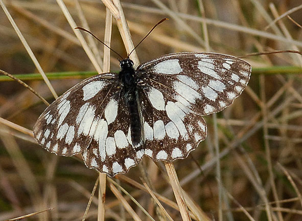 marbled white