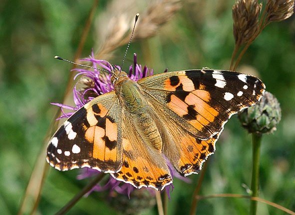 painted lady