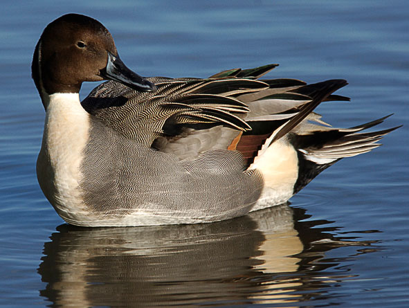 pintail