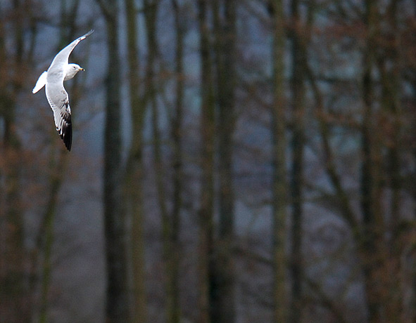 ring-billed gull