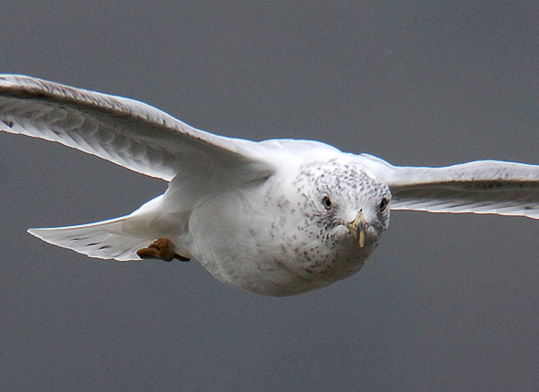 ring-billed gull