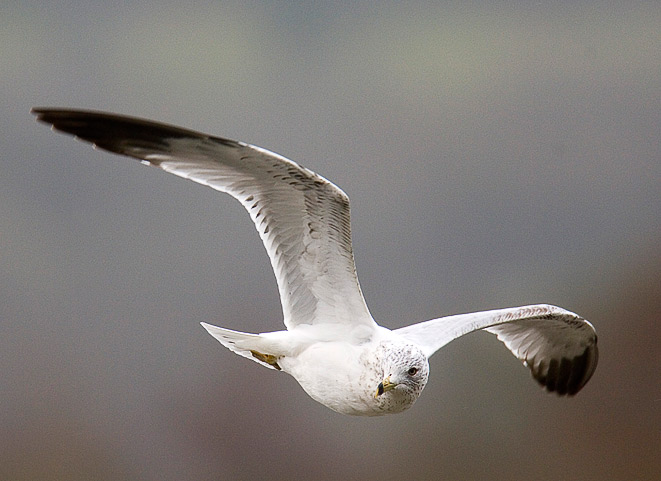 ring-billed gull