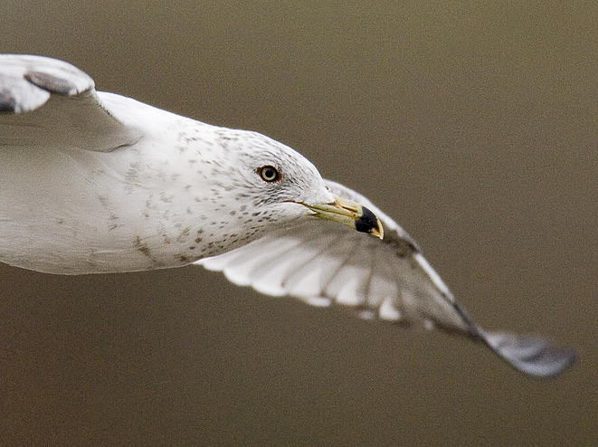 ring-billed gull