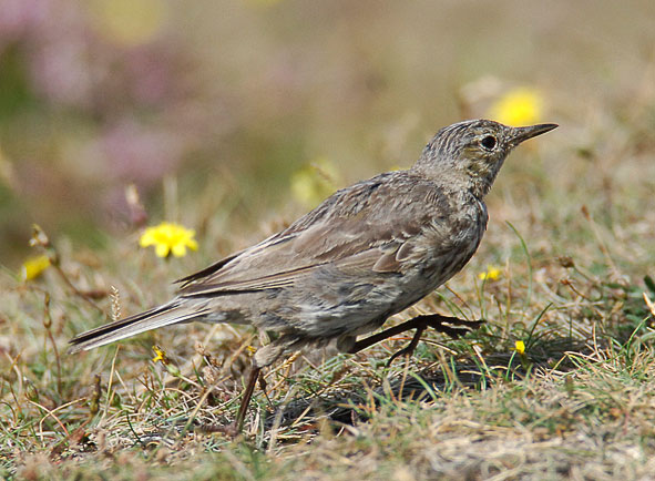 rock pipit